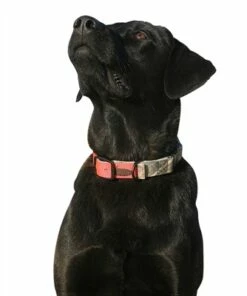 Discount - Avery Reversible Dog Collar